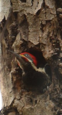 Lineated Woodpecker