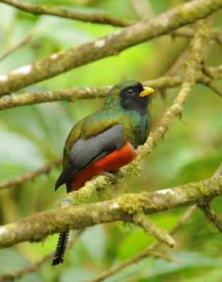 Orange-bellied Trogon