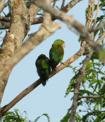 Orange-chinned Parakeet