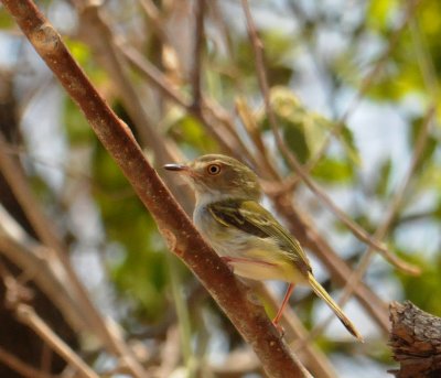 Pale-eyed Pygmy-Tyrant