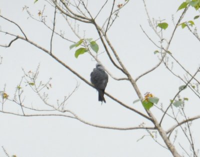 Plumbeous Kite