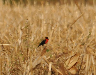 Red-breasted Blackbird (male)