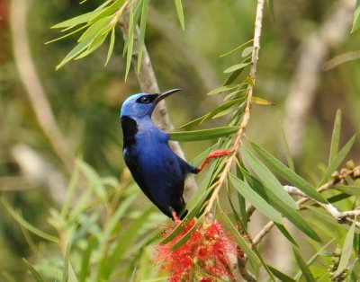 Red-legged Honeycreeper (male)