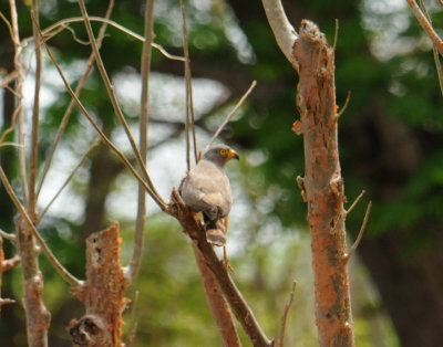 Roadside Hawk