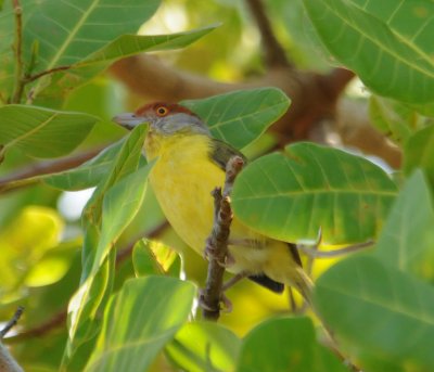 Rufous-browed Peppershrike