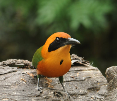 Rufous Motmot