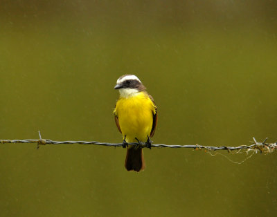 Rusty-margined Flycatcher