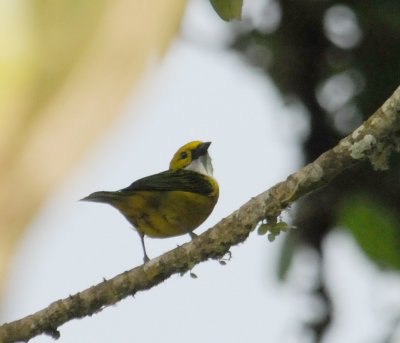 Silver-throated Tanager