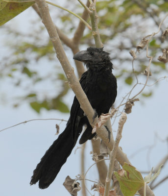 Smooth-billed Ani
