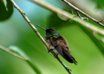 Snowy-bellied Hummingbird