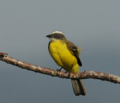 Social Flycatcher
