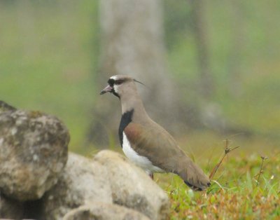 Southern Lapwing
