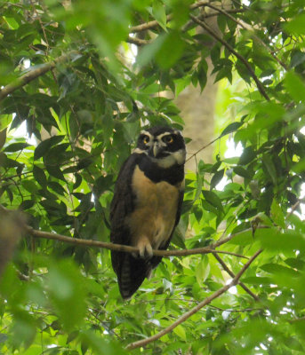 Spectacled Owl