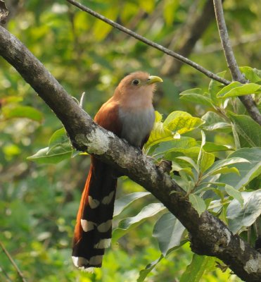 Squirrel Cuckoo