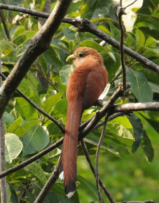 Squirrel Cuckoo