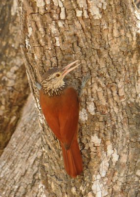 Straight-billed Woodcreeper