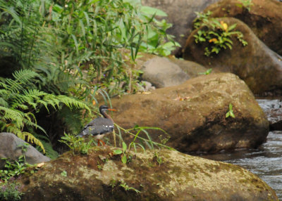 Sunbittern