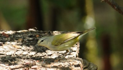 Tennessee Warbler