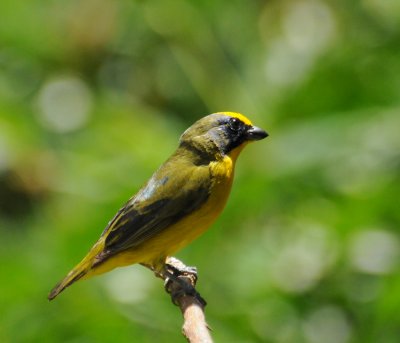 Thick-billed Euphonia (immature male)