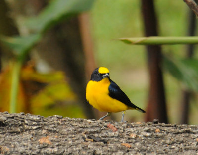 Thick-billed Euphonia