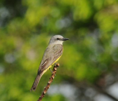 Tropical Kingbird
