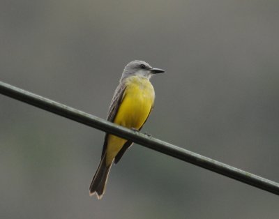 Tropical Kingbird