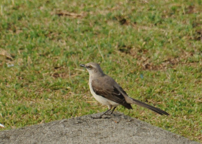 Tropical Mockingbird