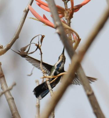 Veraguan Mango( immature male)