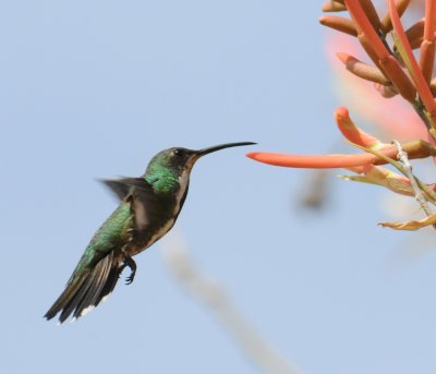 Veraguan Mango (immature male)