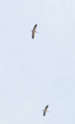 Wood Stork