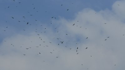 Raptors over Panama Canal