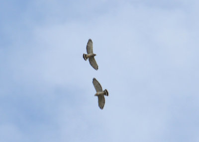 Broad-winged Hawks