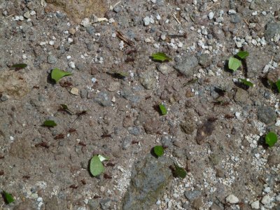 Leafcutter Ants