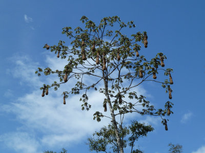 Oropendola Nest colony