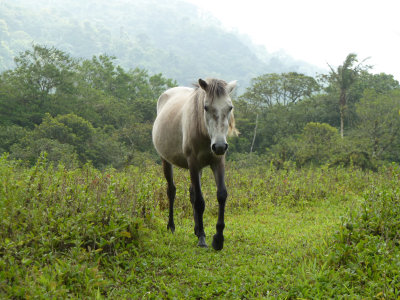 Horse that kept following us