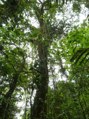 Tall Tree