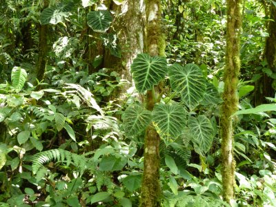 Forest Plants