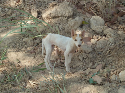 Stray Dog