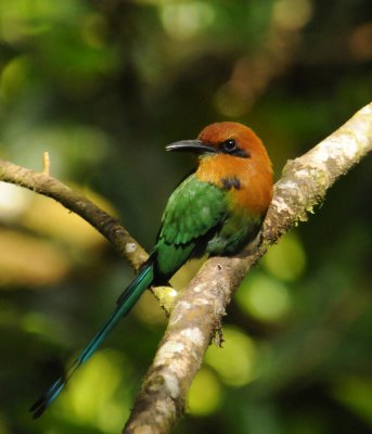 Broad-billed Motmot