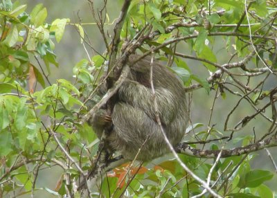 Brown-headed Three-toed Sloth