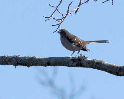 Pbase 02 IMG_2001 mocking bird.jpg