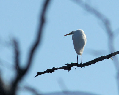 Pbase 03 IMG_1996 egret.jpg