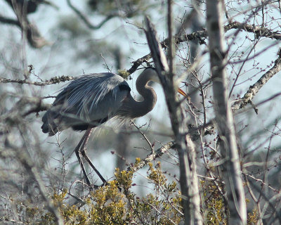 Pbase 04 IMG_1990 heron in tree.jpg