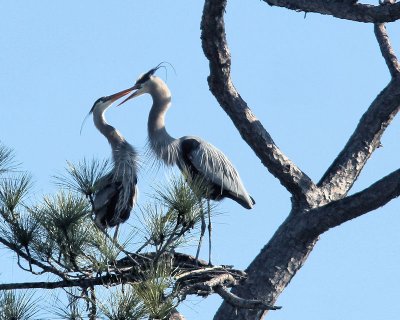 Pbase 05 IMG_1977 heron pair.jpg