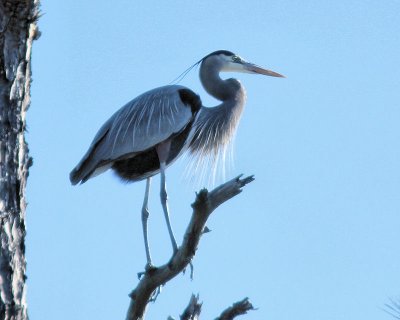 Pbase 08 IMG_1964 male heron.jpg