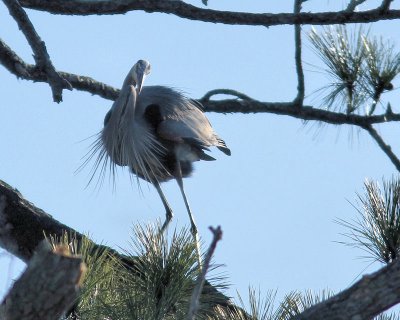 Pbase 09 IMG_1955 male heron.jpg
