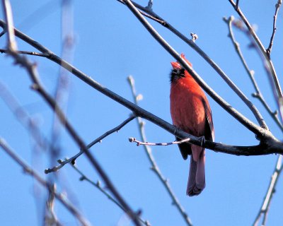 Pbase 10 IMG_1948 male cardinal.jpg
