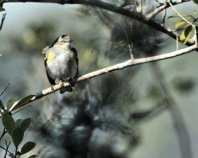 Pbase 12 IMG_2135 warbler.jpg