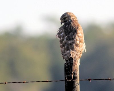 bird_watching_feb_2011