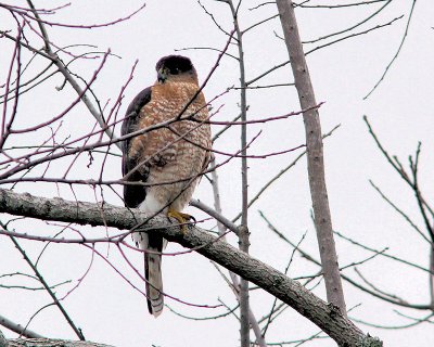 bird_watching_feb_2011